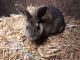 Standard Rex Rabbits for sale in Shelbyville, TN, USA. price: NA