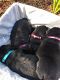Standard Schnauzer Puppies for sale in Huntsville, AL, USA. price: NA