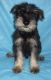 Standard Schnauzer Puppies for sale in Ava, MO 65608, USA. price: NA
