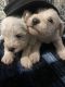 Standard Schnauzer Puppies for sale in Lehigh Acres, FL, USA. price: NA