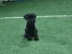 Standard Schnauzer Puppies for sale in Mitchell, IN 47446, USA. price: NA