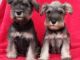 Standard Schnauzer Puppies for sale in Honolulu, HI, USA. price: NA