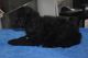 Standard Schnauzer Puppies for sale in Beaver Creek, CO 81620, USA. price: NA