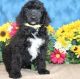 Standard Schnauzer Puppies for sale in Anchorville, MI 48023, USA. price: NA