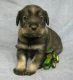 Standard Schnauzer Puppies for sale in Lolo, MT, USA. price: NA