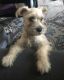 Standard Schnauzer Puppies for sale in Los Angeles, CA 90033, USA. price: NA