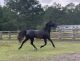 Standardbred Horse Horses for sale in Hampstead, NC, USA. price: $9,500