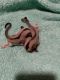 Sugar Glider Animals for sale in Liberty, KY 42539, USA. price: NA