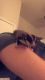 Sugar Glider Rodents for sale in Hempstead, TX 77445, USA. price: NA