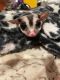 Sugar Glider Animals for sale in Cary, NC, USA. price: NA