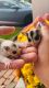 Sugar Glider Rodents for sale in Huntington, NY, USA. price: NA