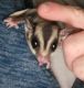 Sugar Glider Animals for sale in Lexington, KY 40511, USA. price: NA