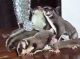 Sugar Glider Rodents for sale in New York, NY, USA. price: NA