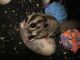 Sugar Glider Animals for sale in Forest Lake, MN, USA. price: NA