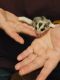 Sugar Glider Animals for sale in Geauga County, OH, USA. price: NA