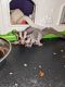 Sugar Glider Animals for sale in Westminster, MD, USA. price: $600