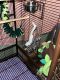 Sugar Glider Rodents for sale in Tallmadge, OH, USA. price: NA