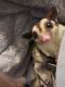 Sugar Glider Rodents for sale in Knoxville, TN, USA. price: NA