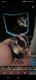 Sugar Glider Animals for sale in West Dundee, IL 60118, USA. price: $300