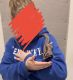 Sugar Glider Rodents for sale in Lutz, FL, USA. price: NA