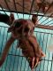Sugar Glider Rodents for sale in Worcester, MA, USA. price: NA