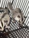 Sugar Glider Rodents for sale in Fond du Lac, WI, USA. price: NA