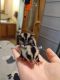 Sugar Glider Rodents for sale in Mansfield, OH, USA. price: NA