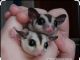 Sugar Glider Rodents for sale in Fort Myers, FL, USA. price: $350