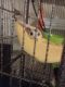 Sugar Glider Animals for sale in Wareham, MA, USA. price: $1,500