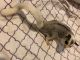 Sugar Glider Animals for sale in South Bend, Indiana. price: NA
