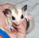 Sugar Glider Rodents for sale in Lancaster, CA, USA. price: NA