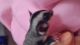 Sugar Glider Rodents for sale in New Bern, NC, USA. price: $250
