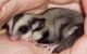 Sugar Glider Animals for sale in East Los Angeles, CA, USA. price: NA