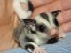 Sugar Glider Animals for sale in Indianapolis, IN, USA. price: NA