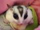 Sugar Glider Animals for sale in Lakewood, CO, USA. price: NA