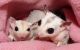 Sugar Glider Animals for sale in Independence, MO, USA. price: NA