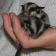 Sugar Glider Animals for sale in Westminster, CO, USA. price: NA