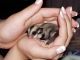 Sugar Glider Animals for sale in East Los Angeles, CA, USA. price: NA