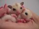 Sugar Glider Animals for sale in Lexington, KY, USA. price: NA