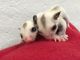 Sugar Glider Animals for sale in Akron, OH, USA. price: NA