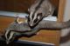 Sugar Glider Animals for sale in Akron, OH, USA. price: NA