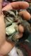 Sugar Glider Animals for sale in Lawrence, NY 11559, USA. price: NA