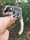 Sugar Glider Animals for sale in Palm Springs, CA, USA. price: NA