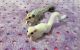 Sugar Glider Rodents for sale in Baltimore, MD, USA. price: NA