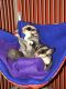 Sugar Glider Animals for sale in Westminster, CO, USA. price: NA
