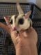 Sugar Glider Rodents for sale in San Diego, CA 92121, USA. price: NA