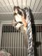 Sugar Glider Animals for sale in Scranton, PA, USA. price: $500