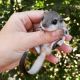 Sugar Glider Animals for sale in Raleigh, NC, USA. price: NA