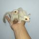 Sugar Glider Animals for sale in Fresno, CA 93720, USA. price: NA