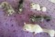 Sugar Glider Rodents for sale in San Diego, CA, USA. price: NA